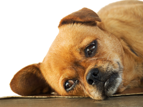 Why is my dog lethargic and why won't he eat?