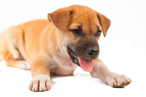 3 Reasons Why Your Puppy Is Breathing Fast