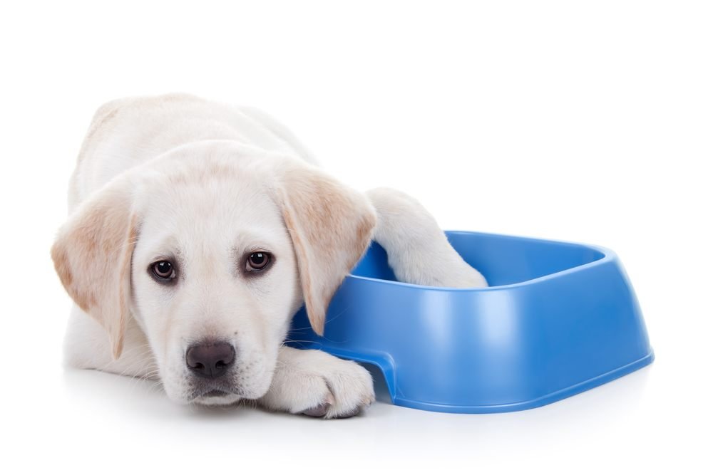 Top 3 Food Choices For Your Lab Puppy [2017 Buyer’s Guide