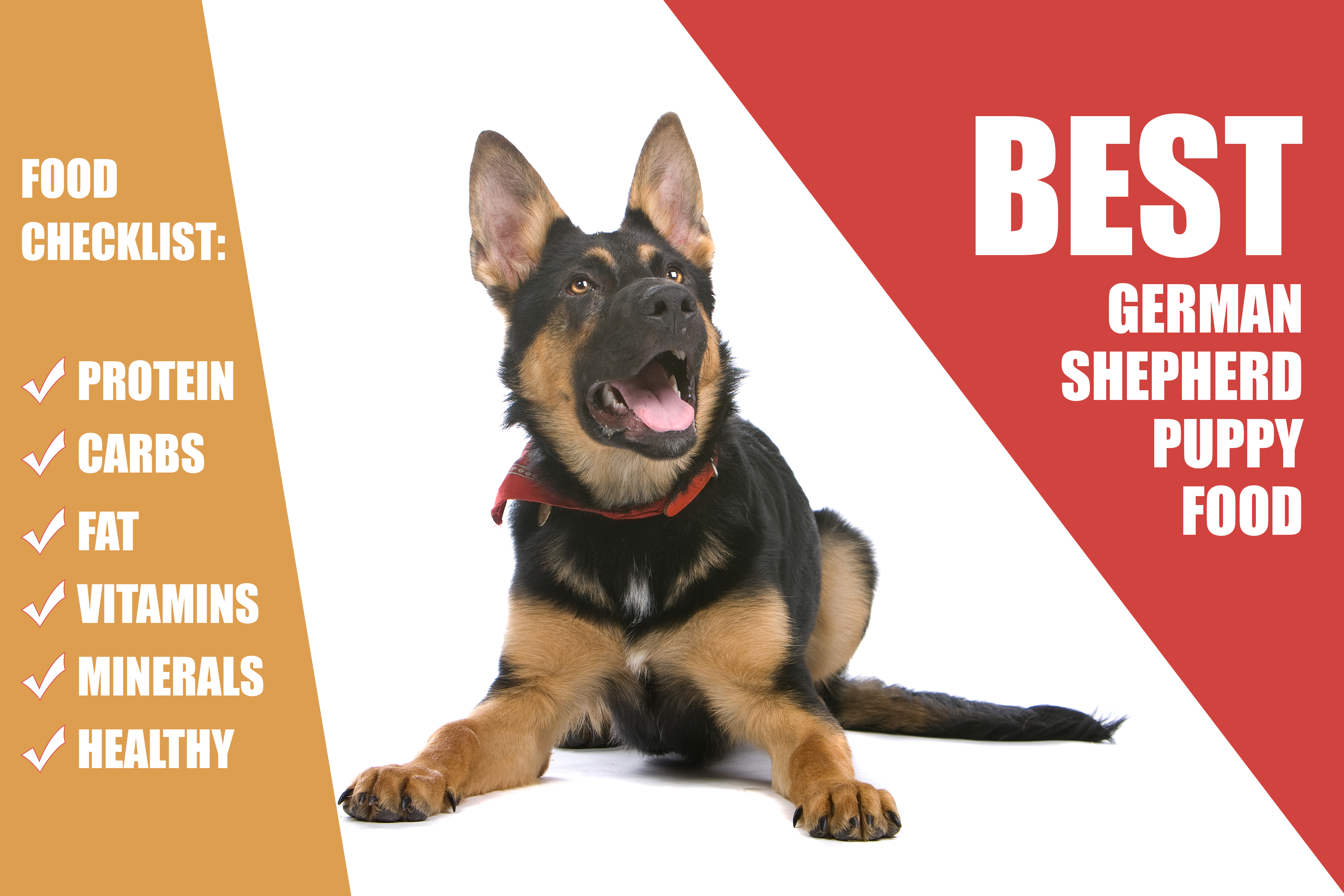 What Is The Best Food For Your German Shepherd Puppy MySweetPuppy