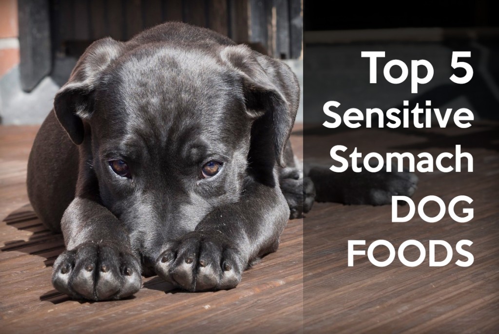 reviews-best-dog-food-for-sensitive-stomachs