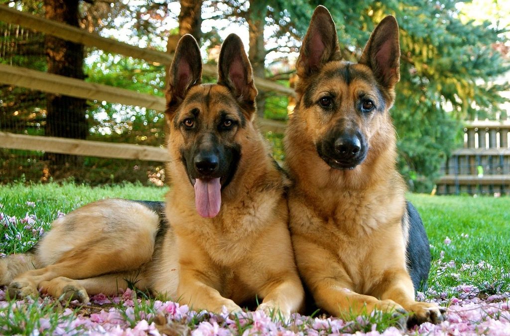 Top 5 Best Dog Foods For German Shepherds