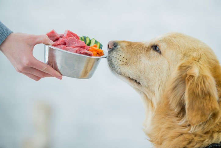 Venison Dog Food