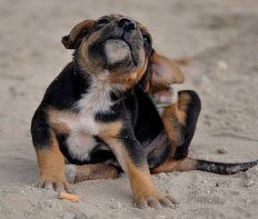 Puppy Flea Treatment – Best Practices