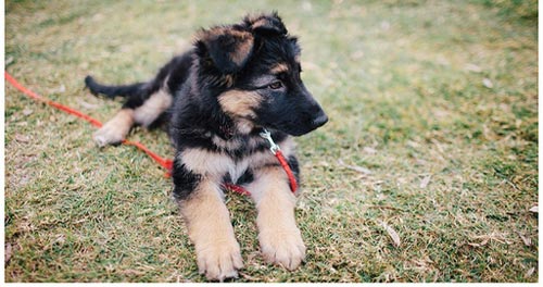 German Shepherd Training – Train your puppy the right way
