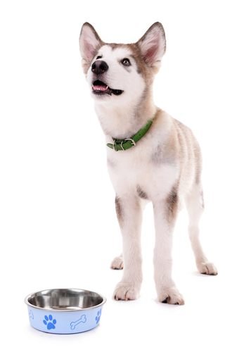 best puppy food for mixed breeds