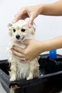 Bathing a Puppy - Do's and Don'ts