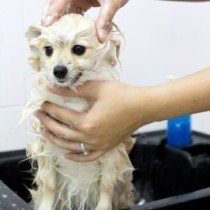 Bathing a Puppy – Do’s and Don’ts
