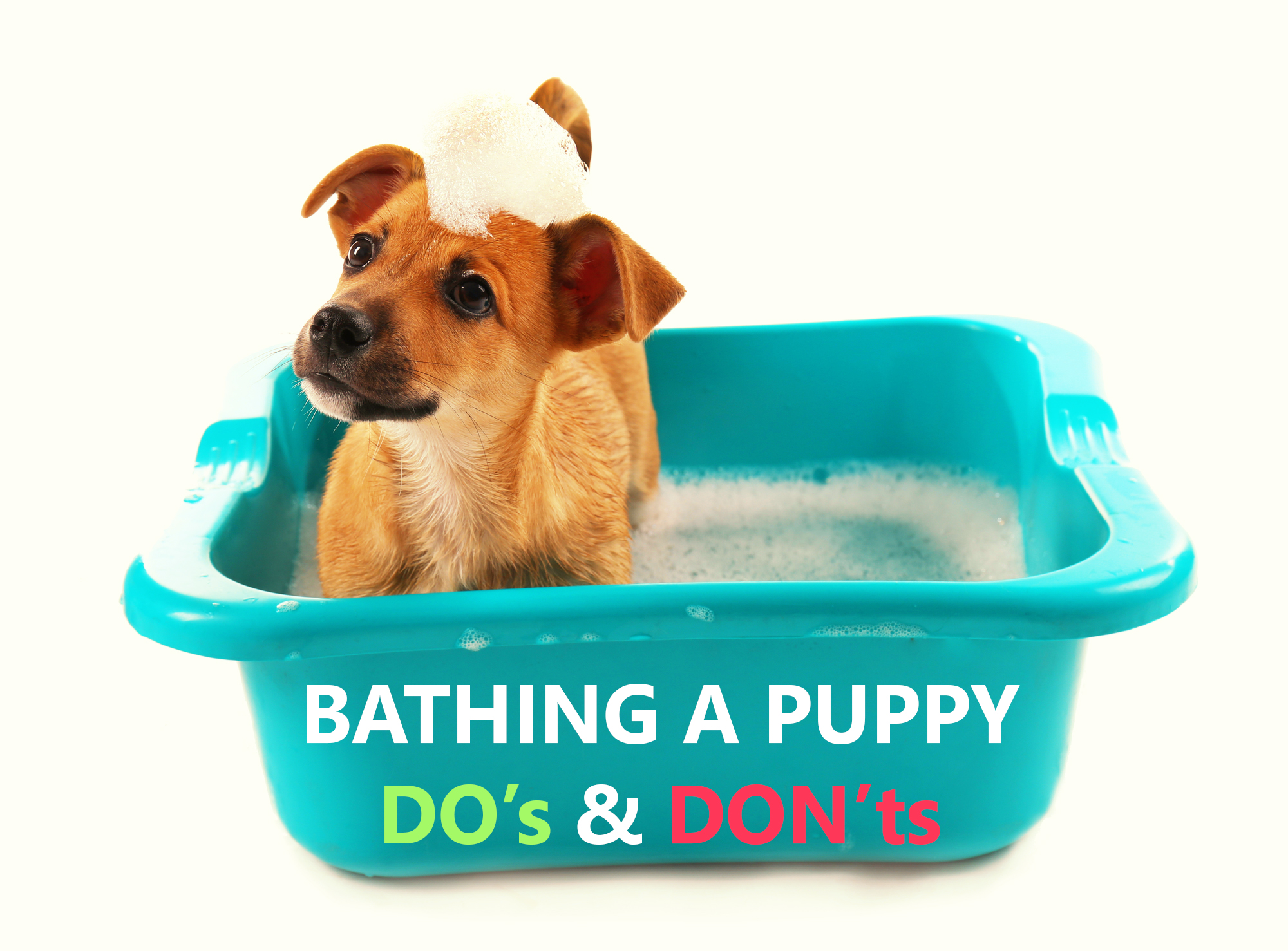 Bathing a Puppy Do’s and Don’ts