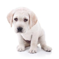 Puppy Constipation: Causes, Remedies and Prevention