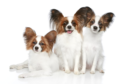 French dog names - Papillon dog puppies
