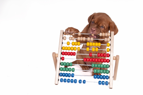 Puppy is learning to count