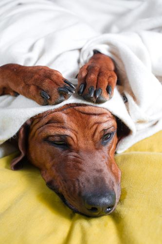 Discover 13 Reasons Why Do Dogs Get Headaches