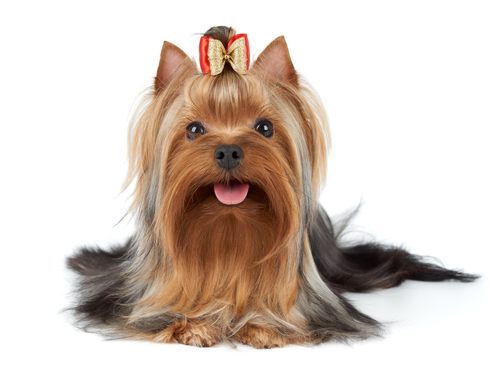 What You Need To Know About Yorkies And Their Fur