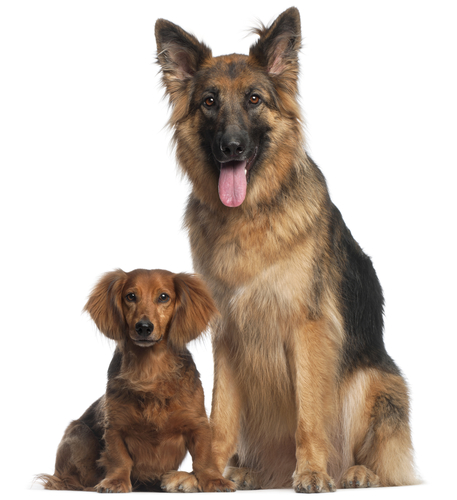 Dachshund, 8 years old, and German Shepherd Dog, 2 and a half years old