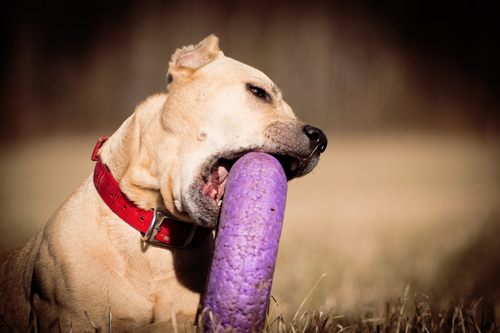 Discover 7 Indestructible Toys For Pit Bulls [2021 Buyer’s Guide]