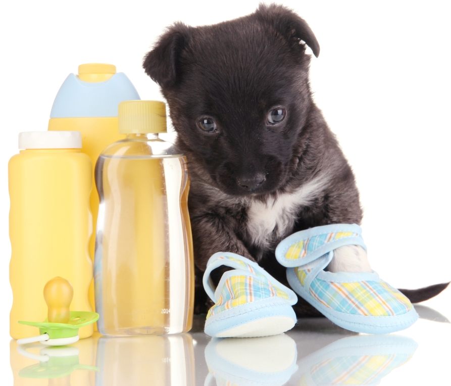Choosing the Right Shampoo for Your Puppy - Featured Image