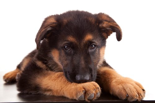 german-shepherd-care-puppy