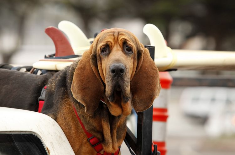 Red dog Bloodhound in car