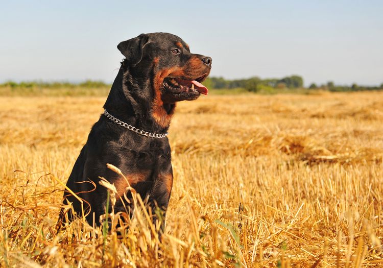 rottweiler in a field
