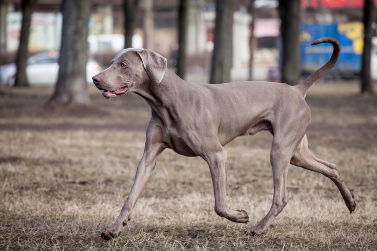  Weimaraner runs by the sping park