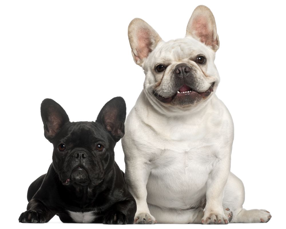 15 French Bulldog Facts That You May Find Fascinating