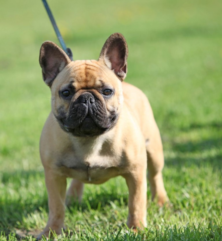 15 French Bulldog Facts That You May Find Fascinating