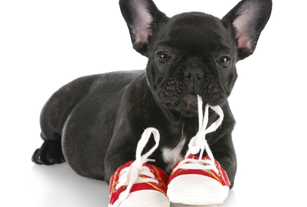 15 French Bulldog Facts That You May Find Fascinating