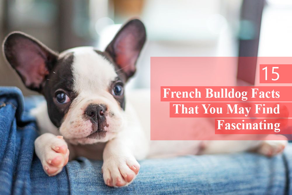 15 French Bulldog Facts That You May Find Fascinating | MySweetPuppy.net