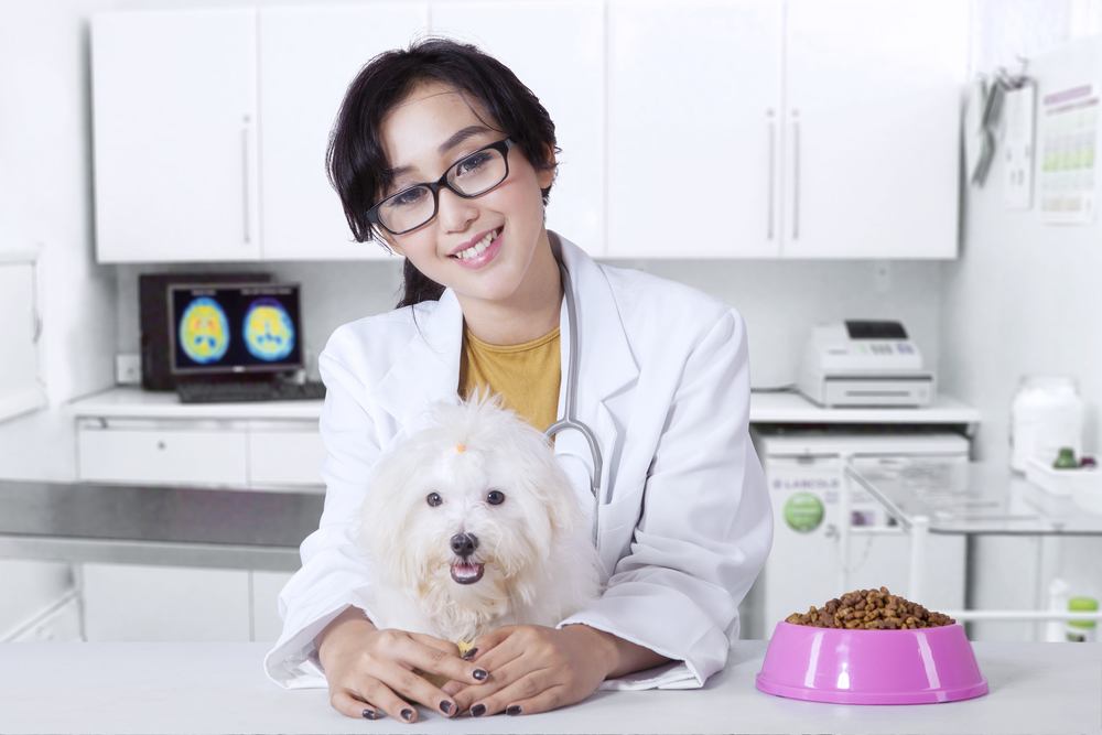 Friendly veterinarian with maltese dog