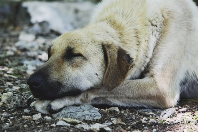 Help Your Pup Feel Better - Discover 5 Sensitive Stomach Foods