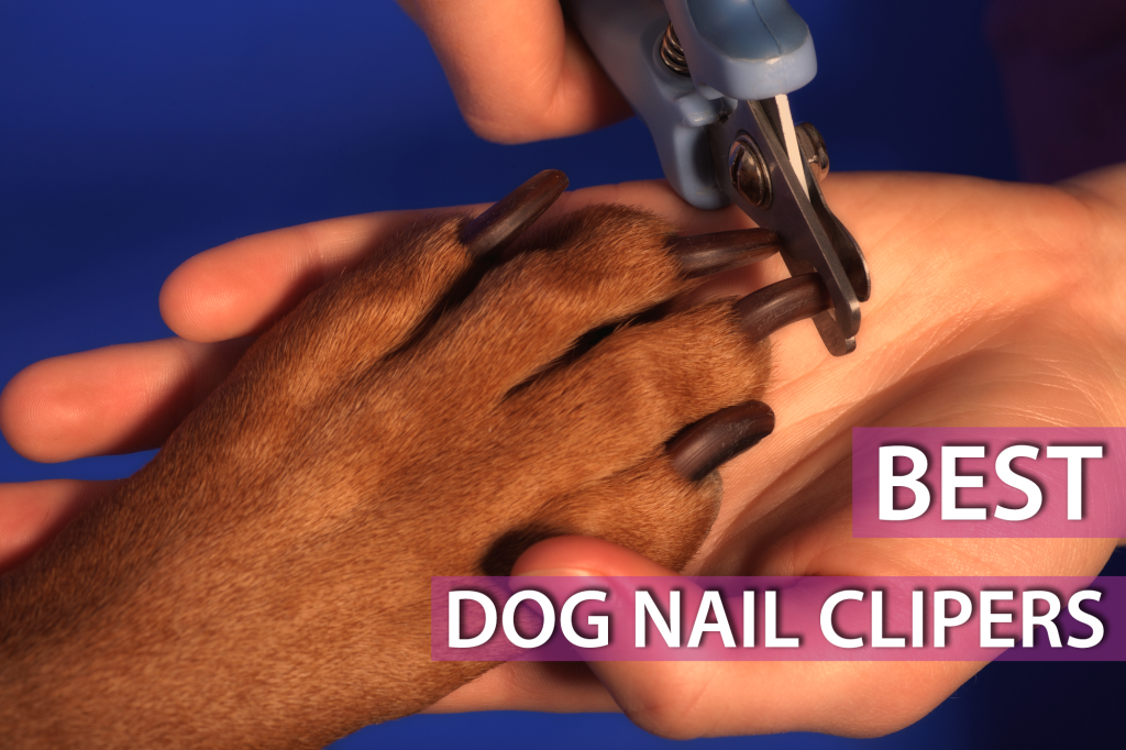 the-best-dog-nail-clipers