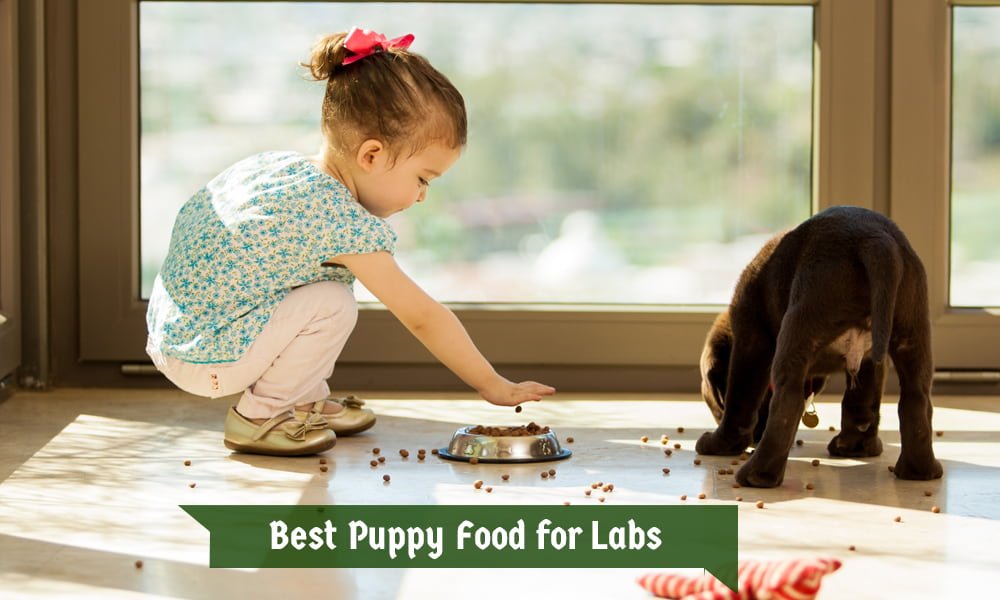 Best Puppy Food for Labs