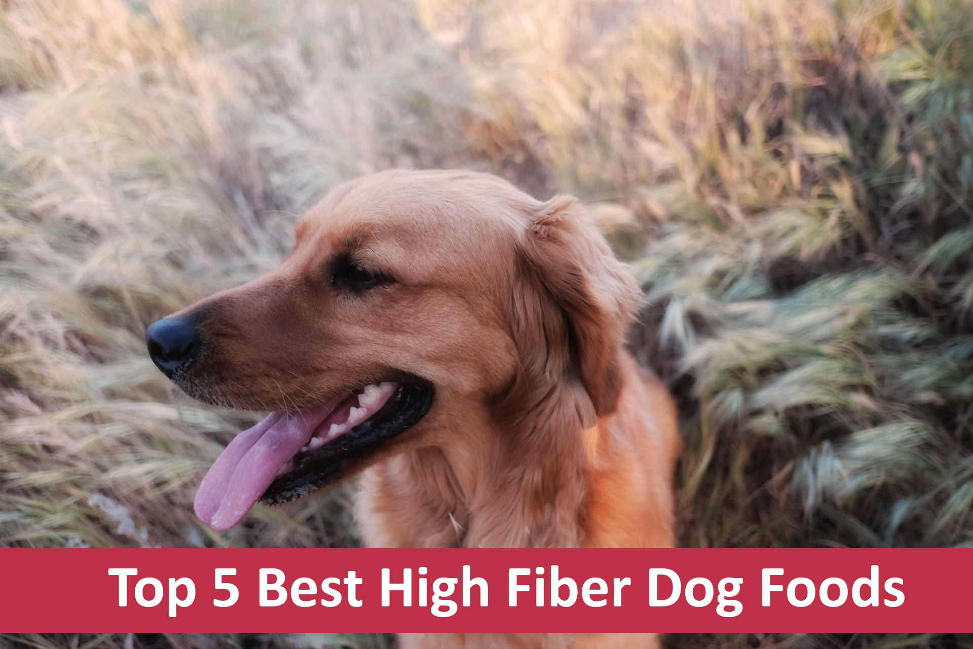 Top 5 HighFiber Dog Foods [Buyer’s Guide For 2021]