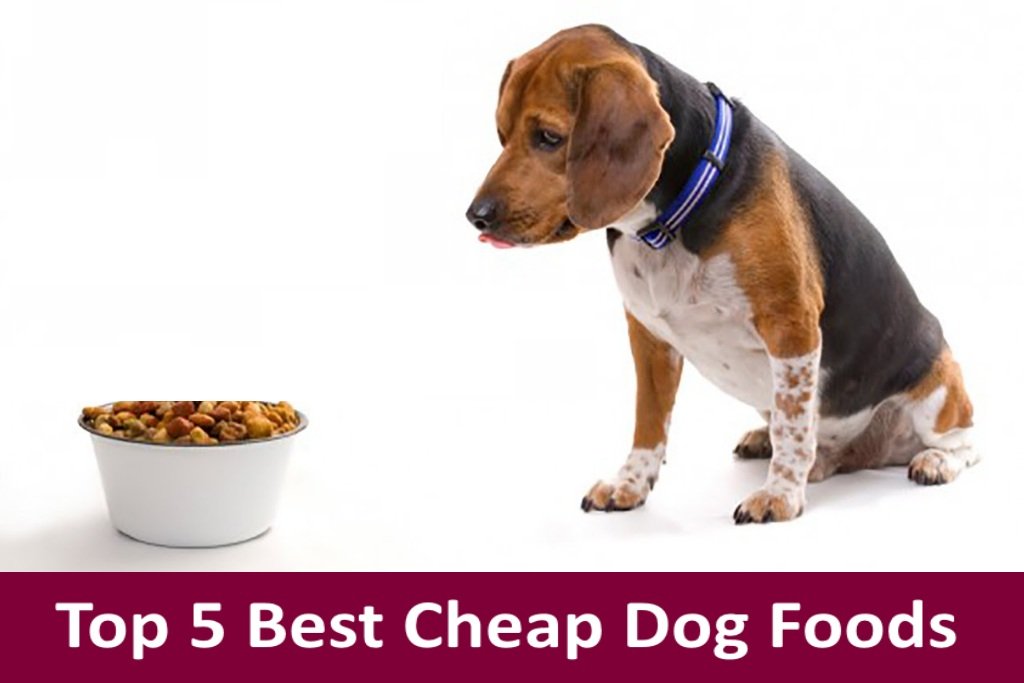 cheap dog food