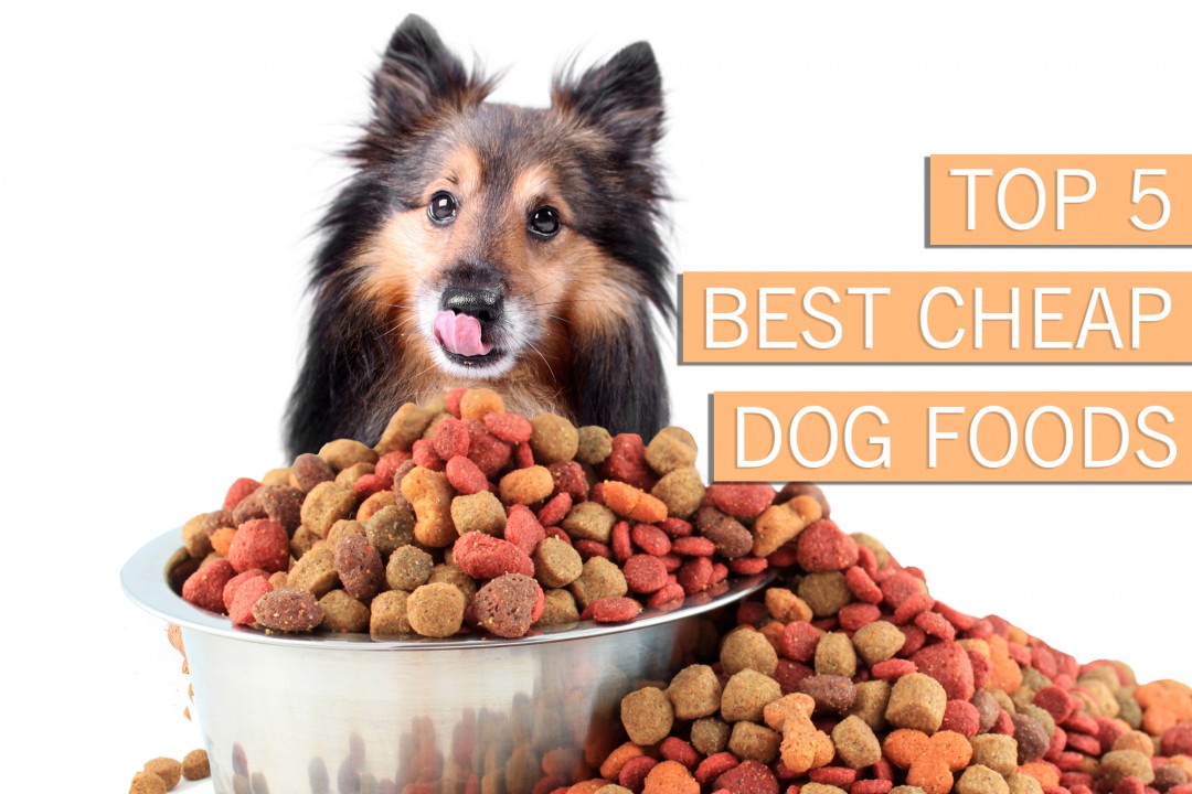 Top 5 Best Cheap Dog Foods [Buyer's Guide For 2021]