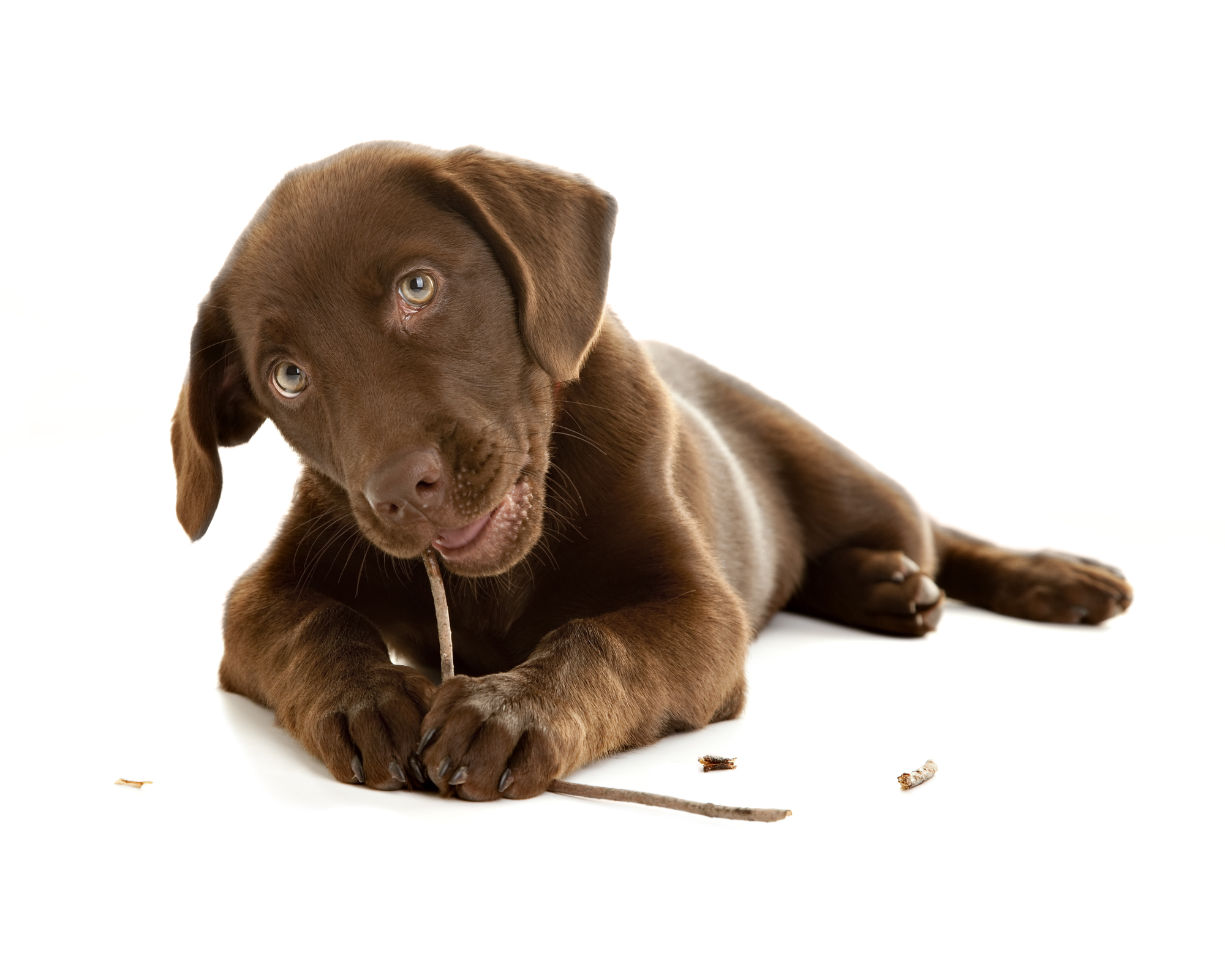 How Long Should You Feed Your Lab Puppy Food Food Ideas