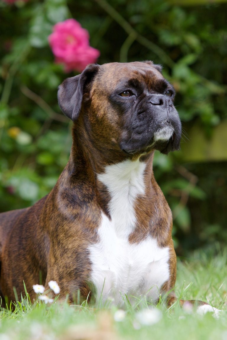 Top 5 Best Dog Foods For Boxers [2021 Buyer's Guide]