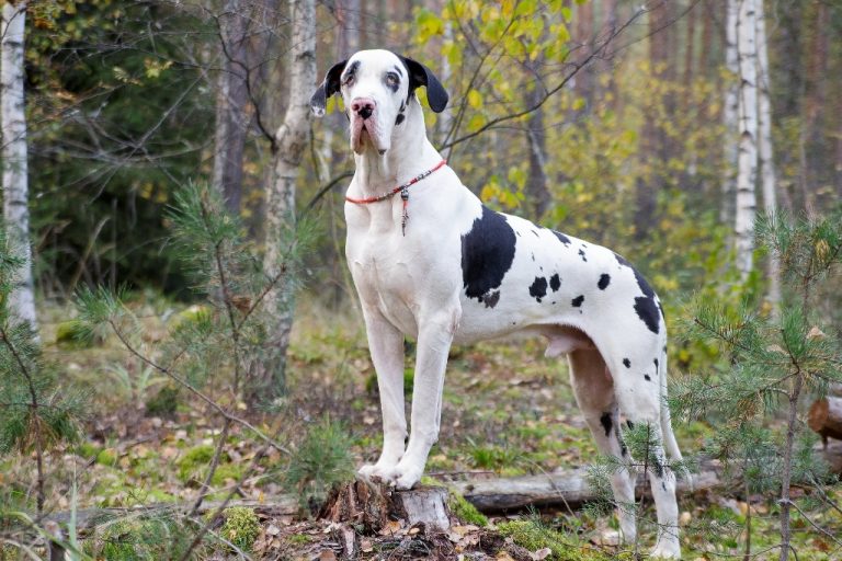 Top 5 Best Dog Foods For Great Danes 2021 Buyer S Guide   Great Dane 768x512 