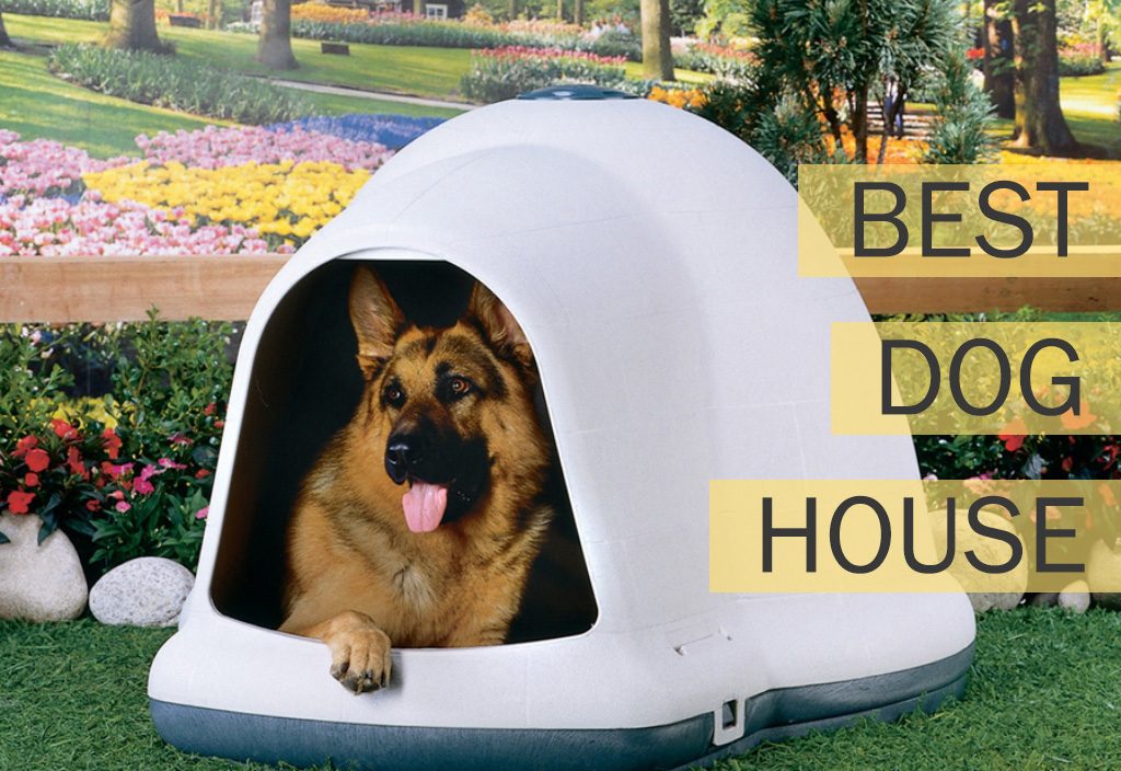 sturdy dog houses