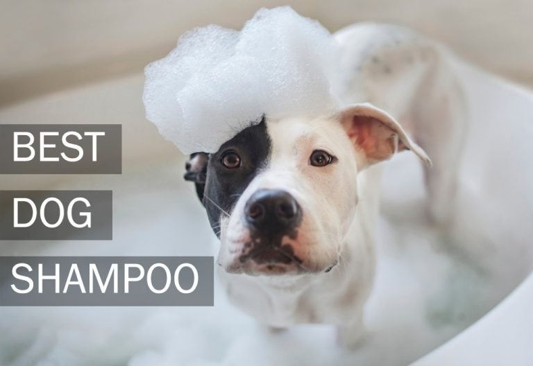 Top 7 Best Dog Shampoos [Buyer's Guide For 2021]