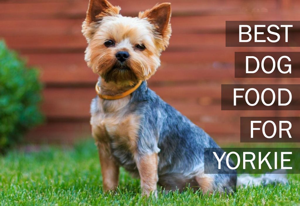 Top 5 Best Dog Foods For Yorkies [2017 