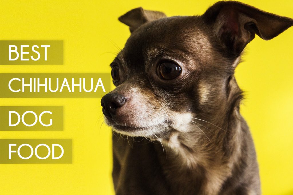 Best Chihuahua dog food 1