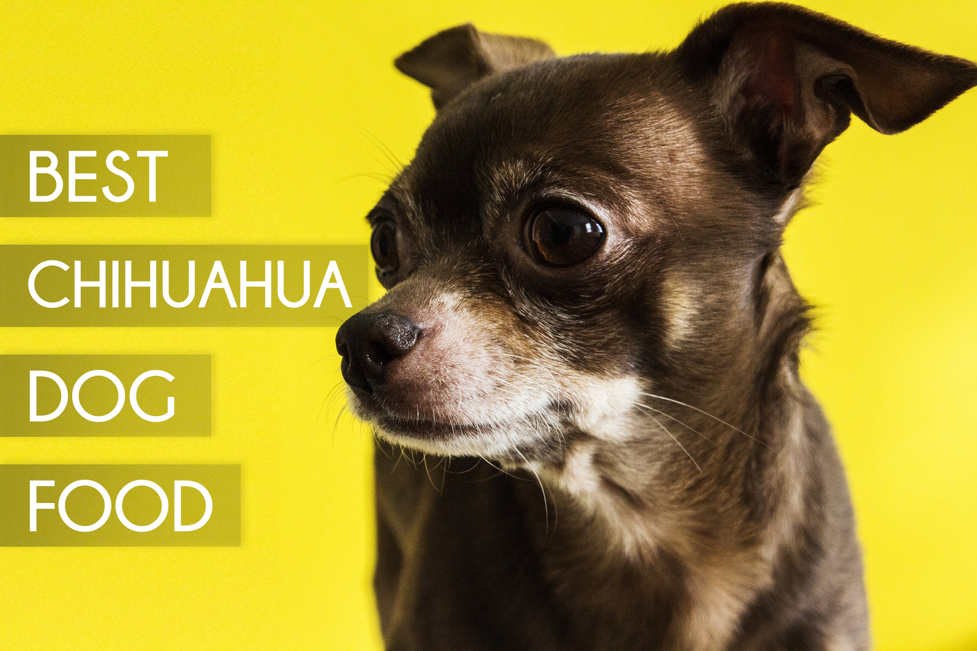 Top 5 Best Dog Foods For Chihuahuas [2017 Buyer's Guide]