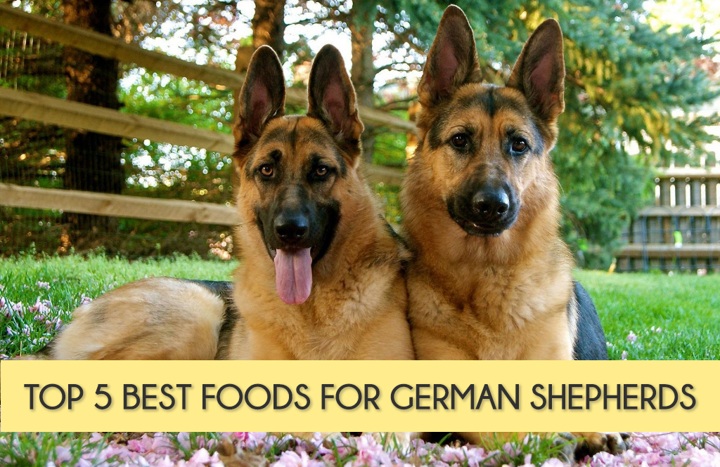 German Shepherd Daily Food Chart