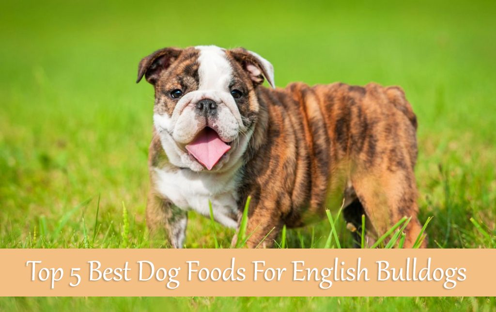 Top 5 Best Dog Foods For English Bulldogs [Buyer's Guide 2017]