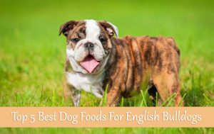 Top 5 Best Dog Foods For English Bulldogs [Buyer's Guide 2021]