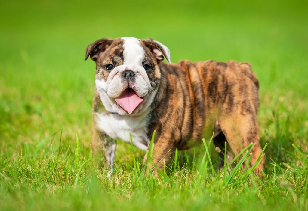 English Bulldog Weight Chart