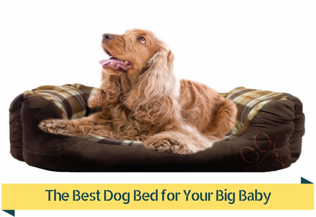 Top 5 Best Dog Beds For Large Dogs [2021 Buyer’s Guide]