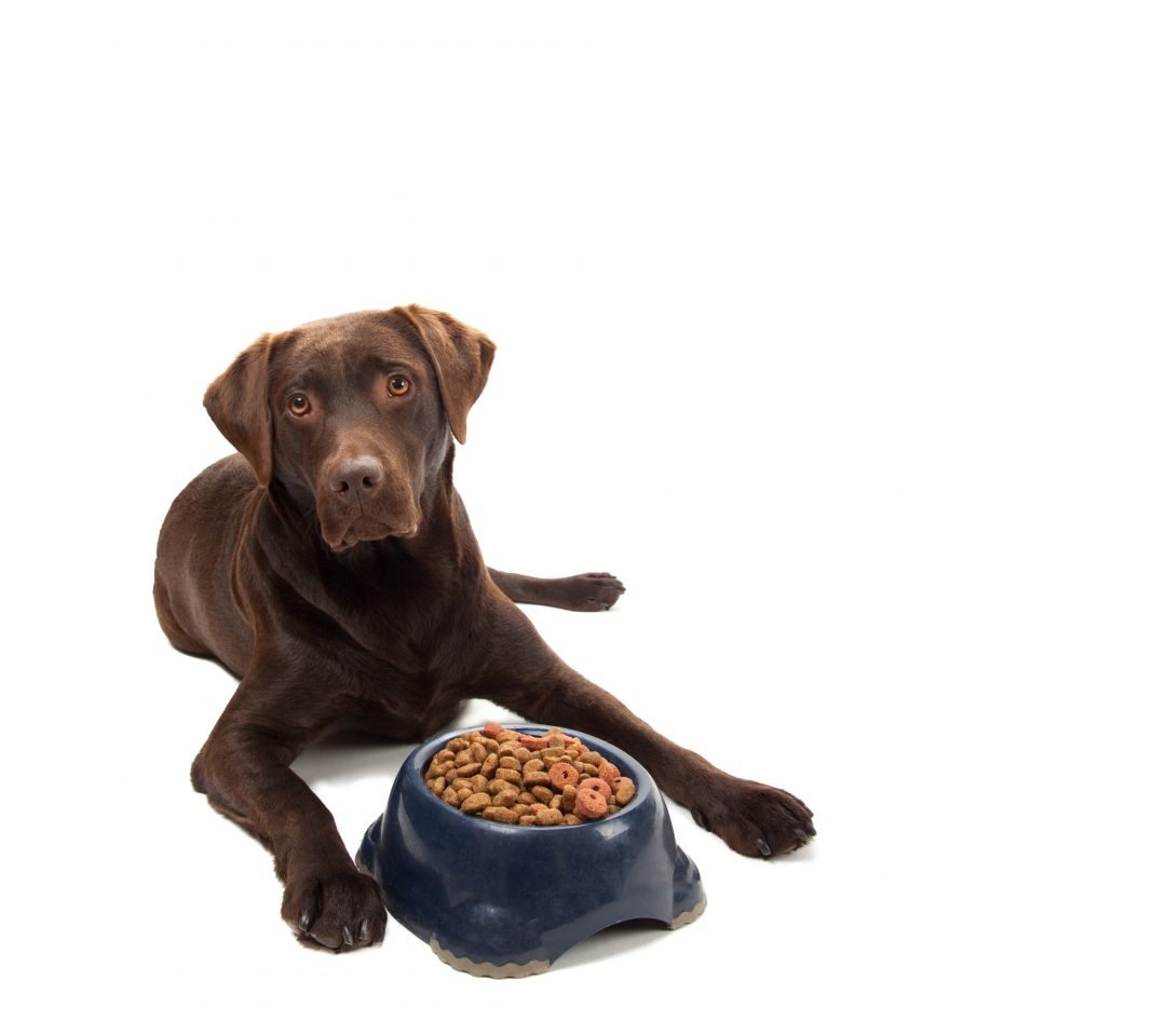 5 Best Dog Foods For Your Loving Lab [2017 Buyer’s Guide]